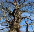 _Spanish chestnut veteran, retained for biodiversity